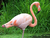 Grand format 800 X 600, flamant rose, juillet 2005. Photo: Jean Cazes.