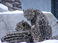 Grand format 800 X 600, zoo de Qu�bec, l�opards des neiges. Photo: Jean-Fran�ois Gilbert, 10 d�cembre 2005.