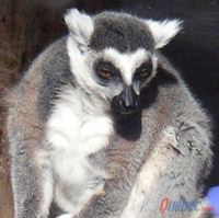 Lemur.jpg