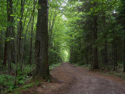 Grand format 800X600, boisé de la Base de plein air de Sainte-Foy, à l'ouest de la tourbière. Photo: Jean Cazes, 1er juin 2006.