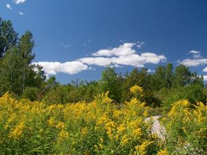 Grand format 800X600. Sentier Les Saules et verges d'or. Photo: Jean Cazes, 25 ao�t 2006.