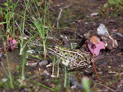Grenouille. Photo: Jean Cazes, 25 août 2006.