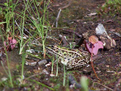 Grenouille. Photo: Jean Cazes, 25 ao�t 2006.