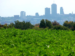 Vue sur la haute-ville � partir de la 80e Rue. Photo: Jean Cazes, 15 septembre 2006, 13h33.