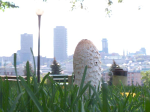 Champignon au parc Cartier-Br�beuf. Photo: Jean Cazes, 20 septembre 2006.