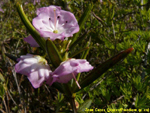 Kalmia à feuilles d'andromède. Jean Cazes, 30 mai 2008.