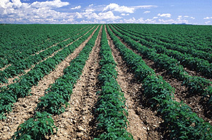  Culture de la pomme de terre, Drummond. Image no : 2672, 1991. Photographe: André Gallant.