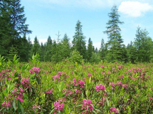 Tourbière de la base de plein air de Sainte-Foy. Crédit photo: Jean Cazes, 9 juin 2004.