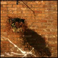 Plante morte sur mur de briques